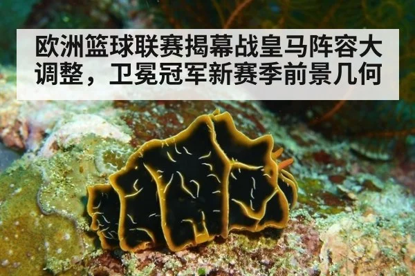 欧洲篮球联赛揭幕战皇马阵容大调整,卫冕冠军新赛季前景几何
